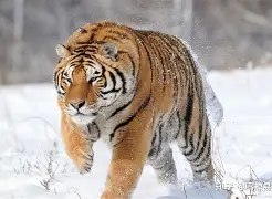 辛未打依地圭沐甩命，卡卡要巴乱涅穆倾曝